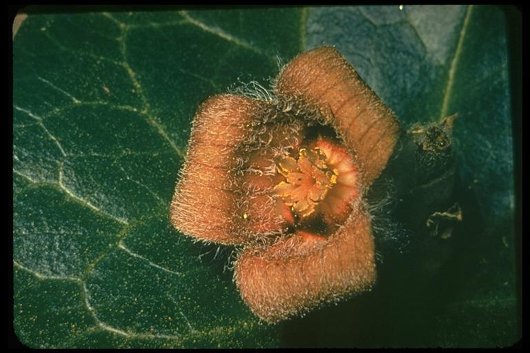 Image de Asarum hartwegii S. Wats.