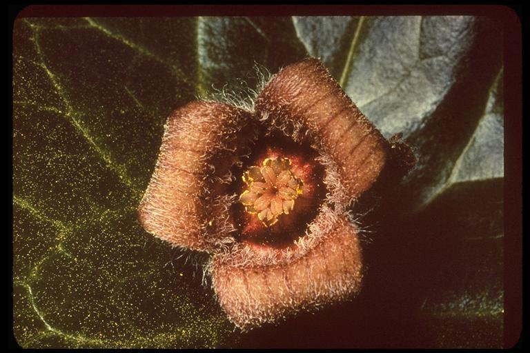 Image de Asarum hartwegii S. Wats.