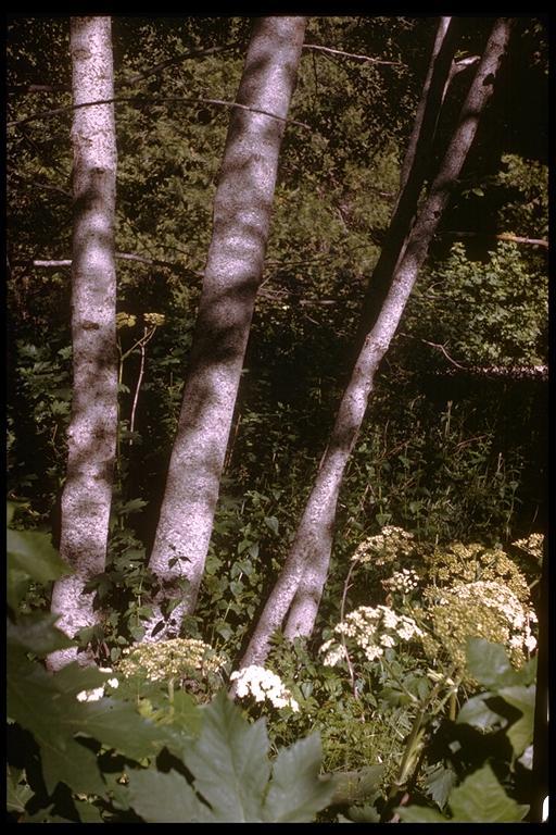 Image of California alder