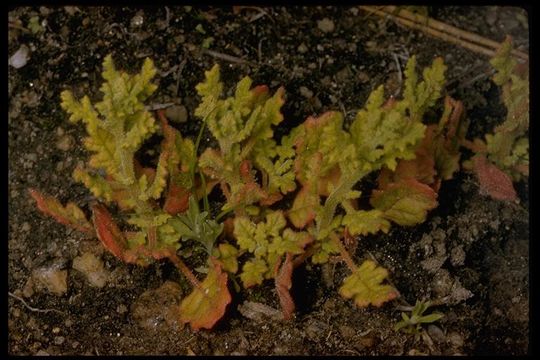 Image of Jerusalem-Oak