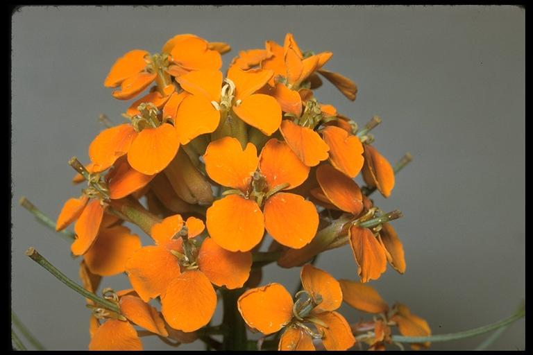 Image of sanddune wallflower