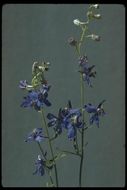 Delphinium gracilentum Greene的圖片