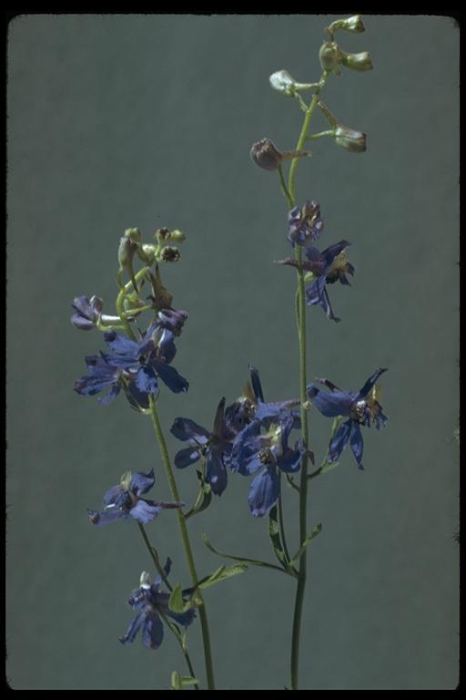 Image de Delphinium gracilentum Greene