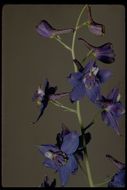 Image de Delphinium gracilentum Greene