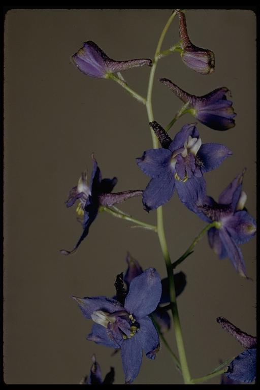 Delphinium gracilentum Greene的圖片