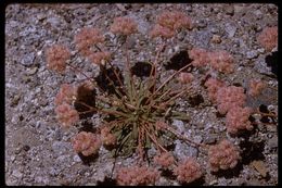 صورة Cistanthe monosperma (E. Greene) M. A. Hershkovitz