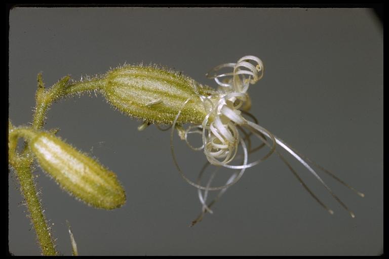 Image of Lemmon's catchfly