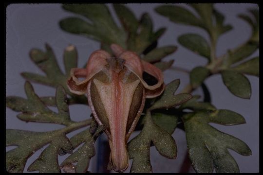 Image of longhorn steer's-head