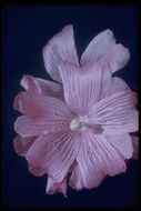 Image of dwarf checkerbloom