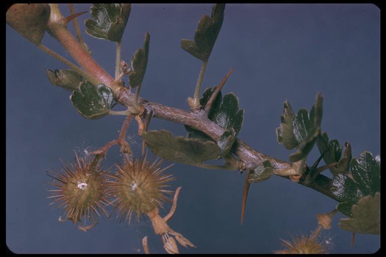 Image of hillside gooseberry