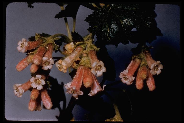 Image of wax currant