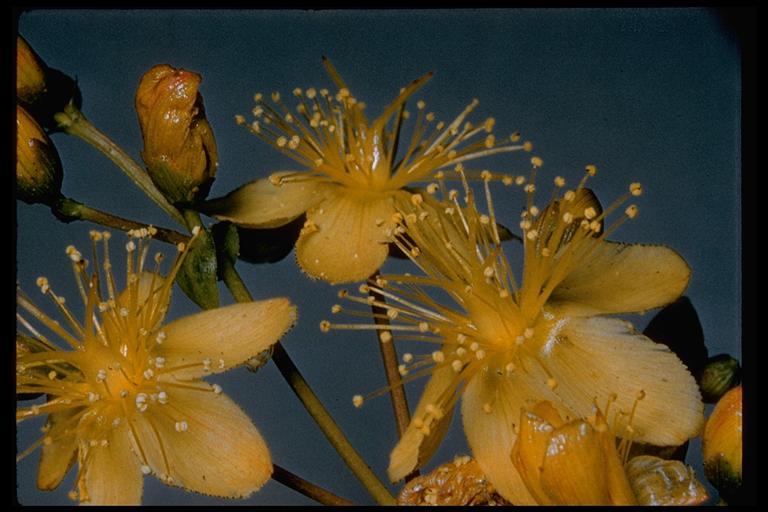 Image of Scouler's St. John's-Wort