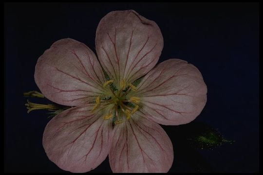 Imagem de Geranium oreganum Howell