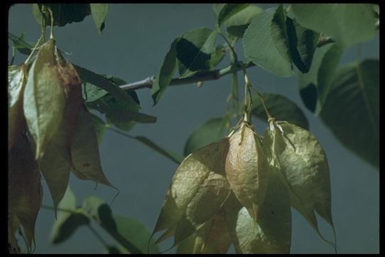 Image of Sierra bladdernut