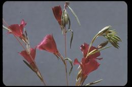 Image of winecup clarkia