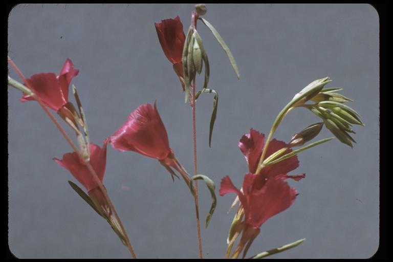 Image of winecup clarkia