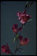 Clarkia purpurea subsp. viminea (Dougl.) F. H. Lewis & M. E. Lewis的圖片