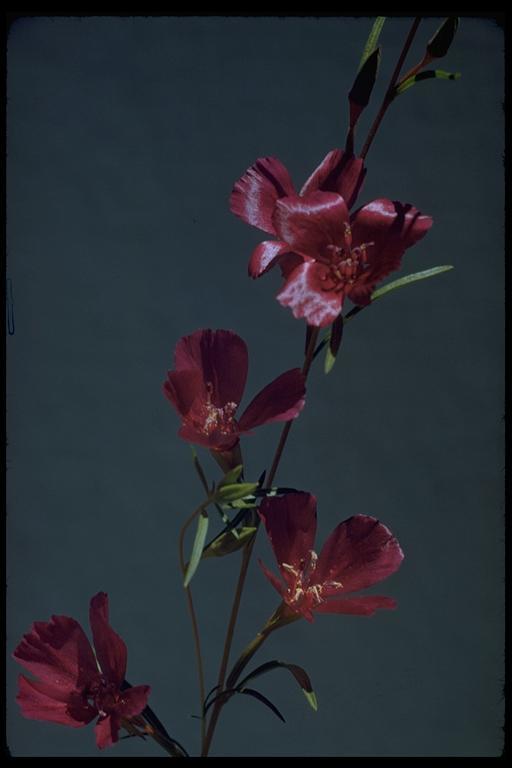 Image of winecup clarkia