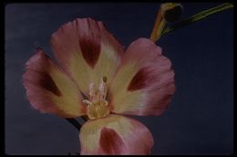 Image of winecup clarkia