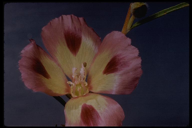 Plancia ëd Clarkia purpurea subsp. viminea (Dougl.) F. H. Lewis & M. E. Lewis