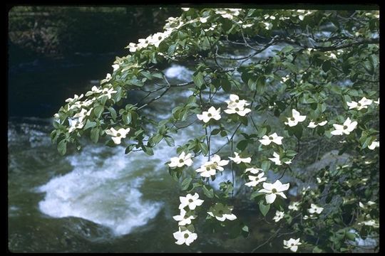 Image of Pacific dogwood