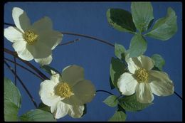 Image of Pacific dogwood