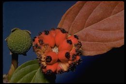 Image of Pacific dogwood