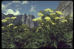 Plancia ëd Heracleum sphondylium subsp. montanum (Schleicher ex Gaudin) Briq.