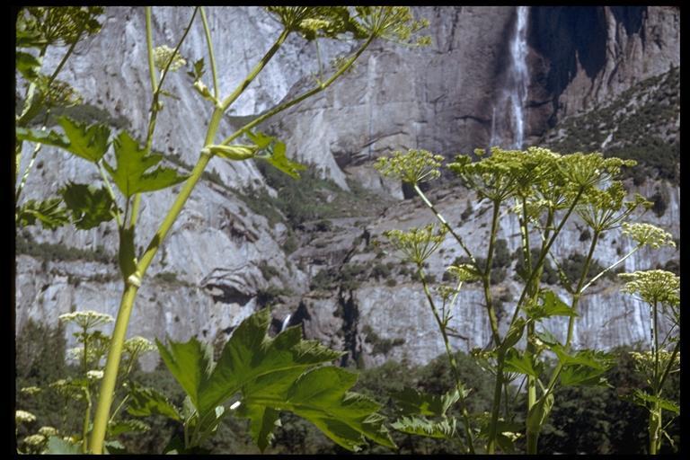 Plancia ëd Heracleum sphondylium subsp. montanum (Schleicher ex Gaudin) Briq.