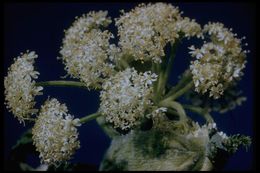 Plancia ëd Heracleum sphondylium subsp. montanum (Schleicher ex Gaudin) Briq.