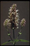 Image of nettleleaf giant hyssop