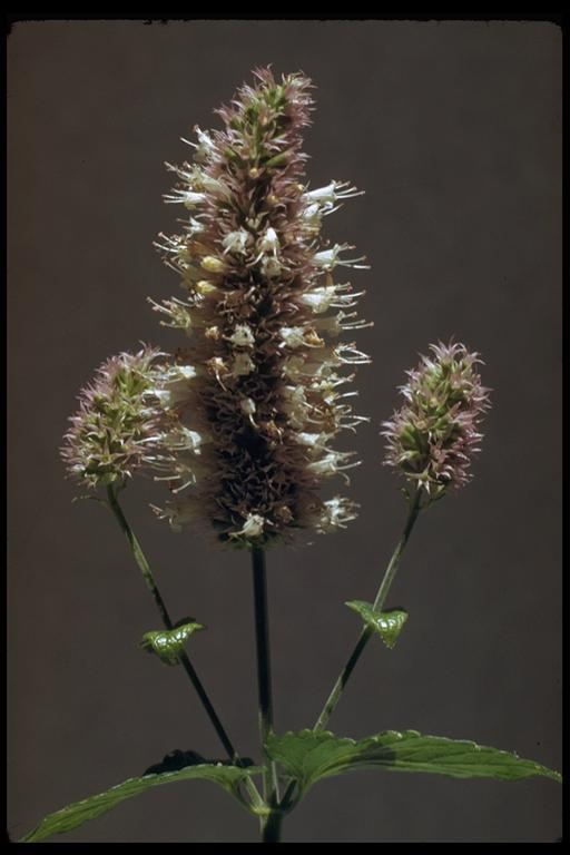 Image of nettleleaf giant hyssop