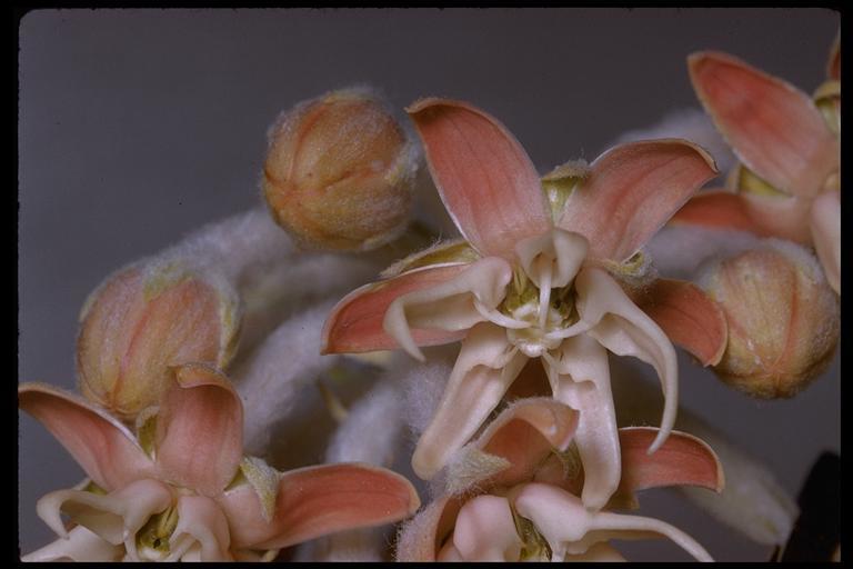 Image of showy milkweed