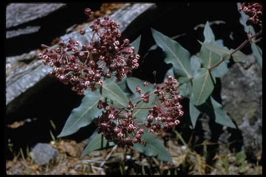 Image of heartleaf milkweed