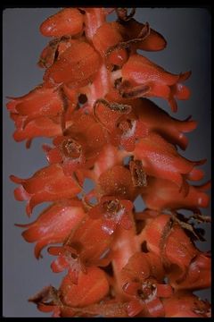 Image of snowplant