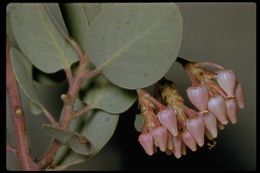 Arctostaphylos viscida subsp. mariposa (Dudley) P. V. Wells resmi