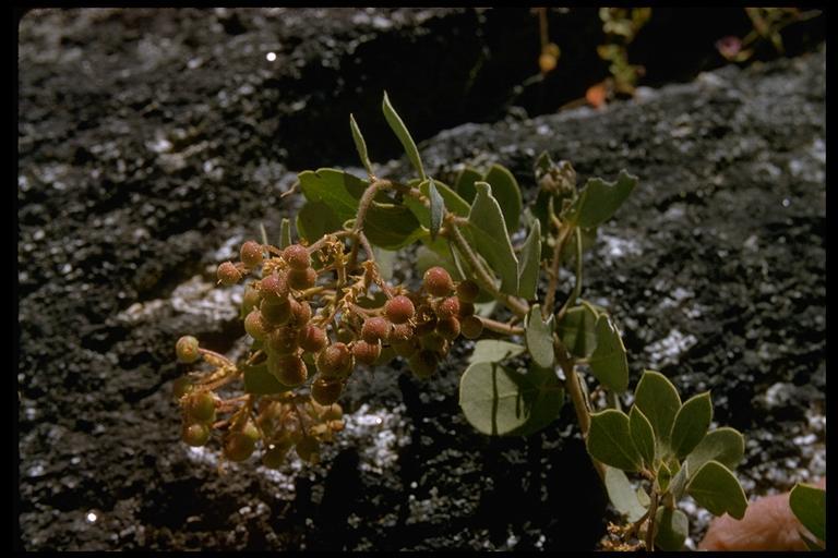 Arctostaphylos viscida subsp. mariposa (Dudley) P. V. Wells resmi