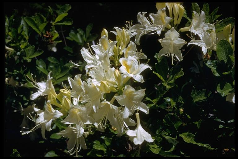 صورة Rhododendron occidentale (Torr. & Gray) A. Gray