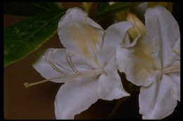 صورة Rhododendron occidentale (Torr. & Gray) A. Gray