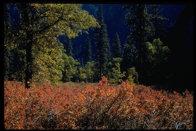 صورة Rhododendron occidentale (Torr. & Gray) A. Gray