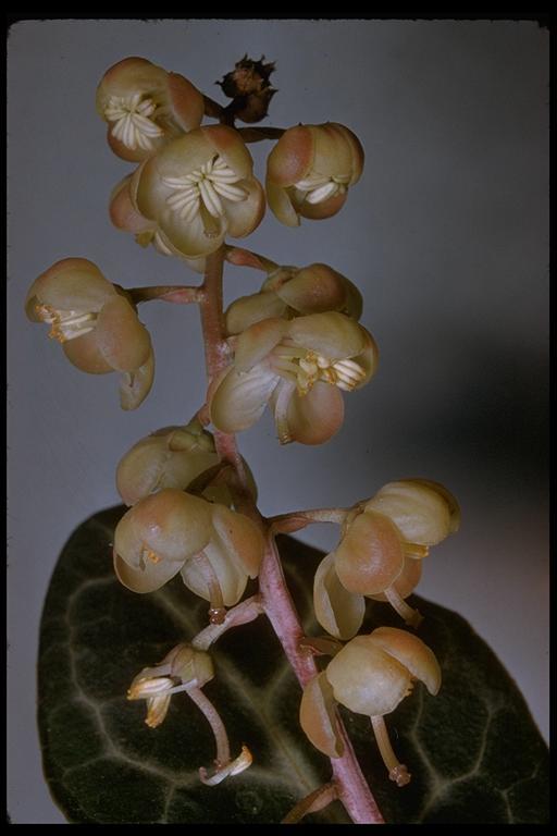 Image of whiteveined wintergreen