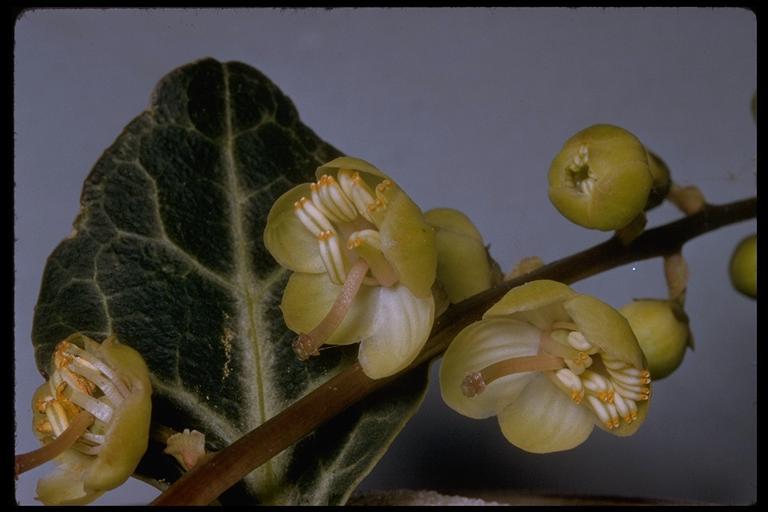 Image of whiteveined wintergreen