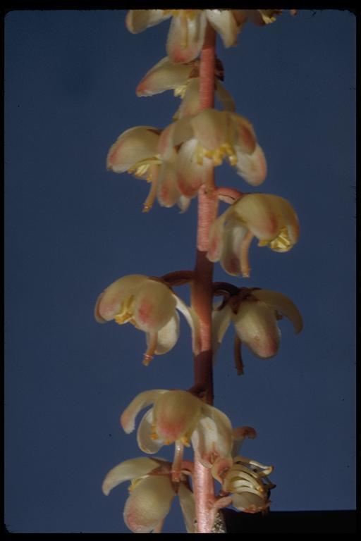 Image of whiteveined wintergreen