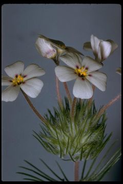 Image of mustang clover