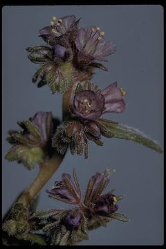 Image of Mariposa phacelia