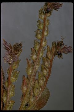 صورة Phacelia vallicola Congdon ex Brand