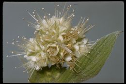 Image of Kaweah River phacelia