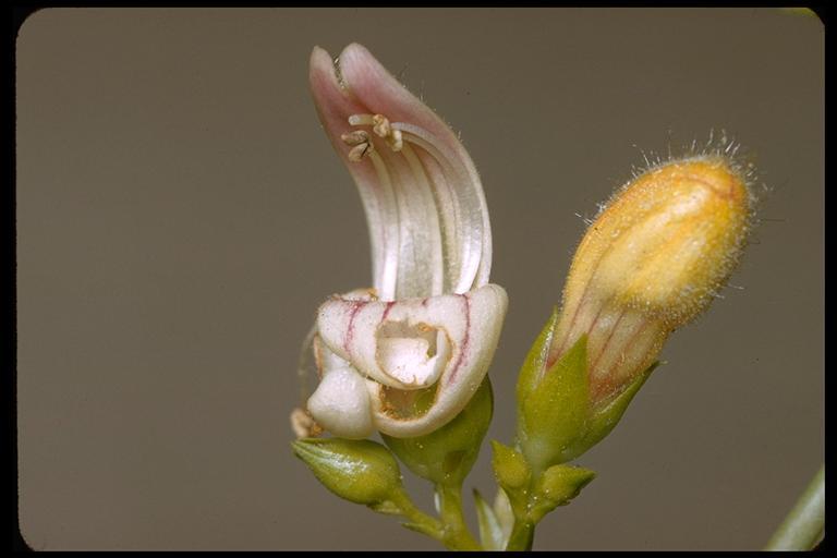 Image of bush beardtongue