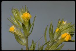 Image of cutleaf Indian paintbrush