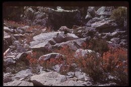 Image of wavyleaf Indian paintbrush